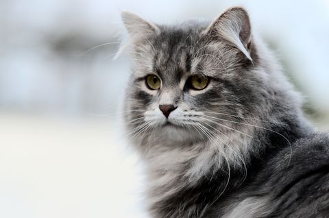 close up of siberian cat