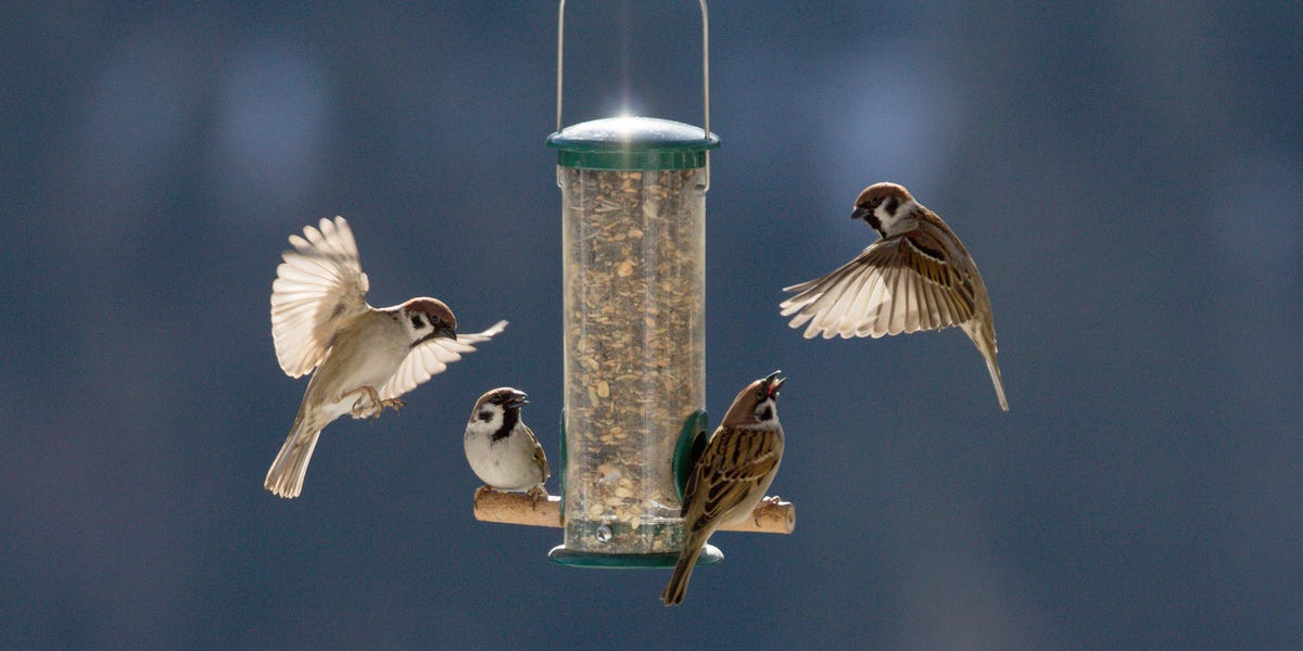 The best way to clean bird feeders