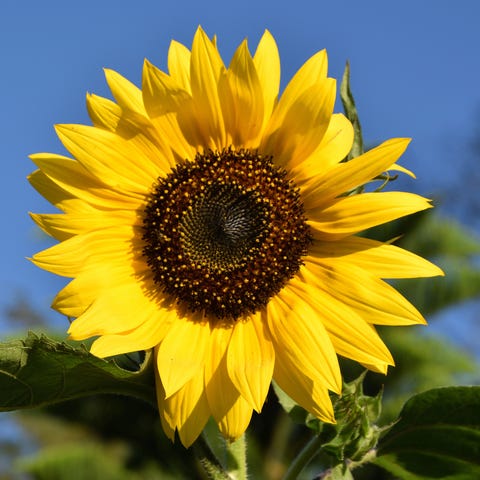 Close-Up Of Sunflower Against Sky Close-Up Of Sunflower Against Sky