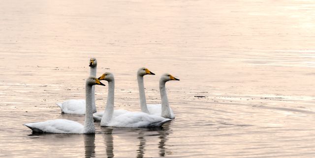 close up of swan group on water