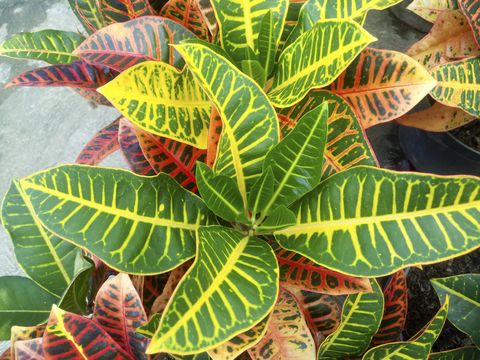 closeup of the leaves of a croton plant