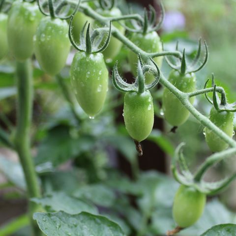 Close-Up Of Tomatoes Growing In Vegetable Garden