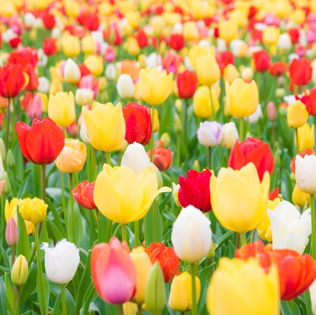 tulips blooming in field