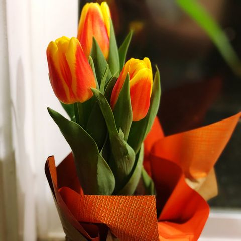 close up of tulips in container on table at home
