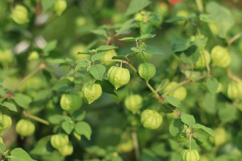How To Grow Hundreds Of Ground Cherries Tips For Planting Cape Gooseberries