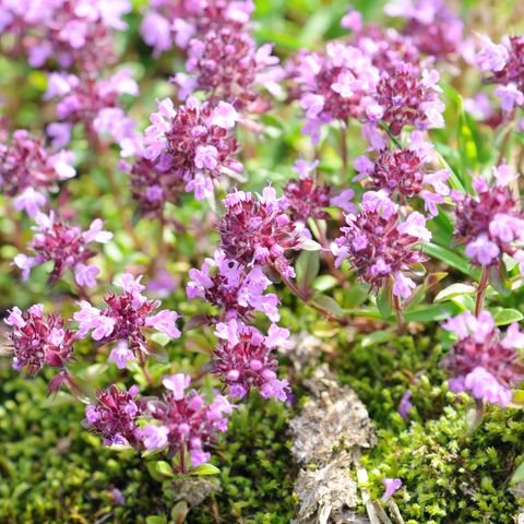 close up of wild thyme flowers