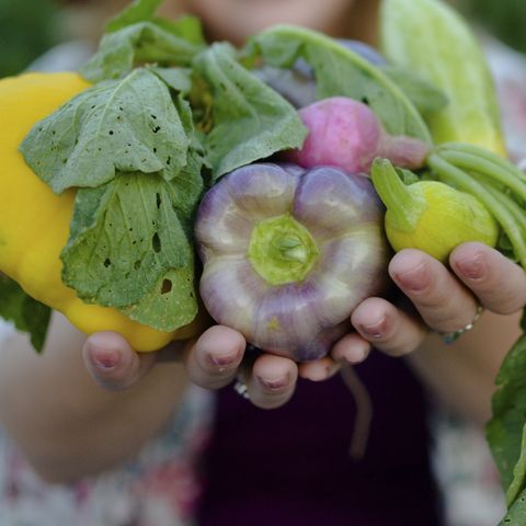 Close-up of woman's hands holding vegetables at community garden