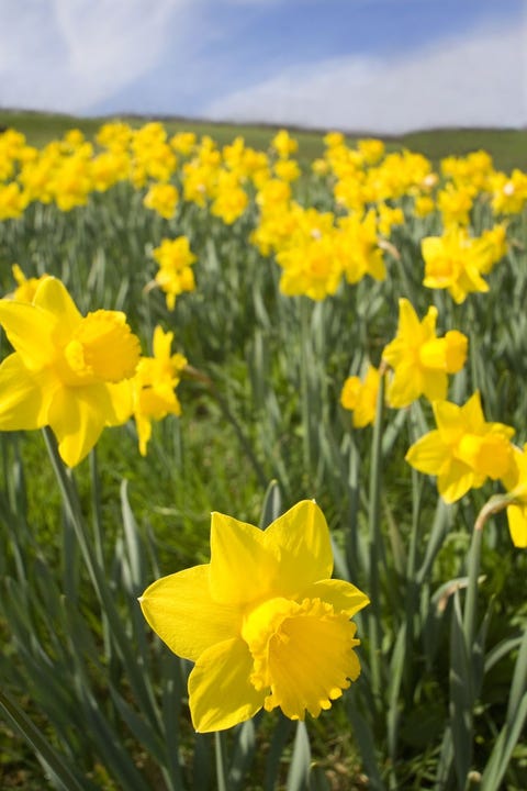 Narcisos - Significados de la flor