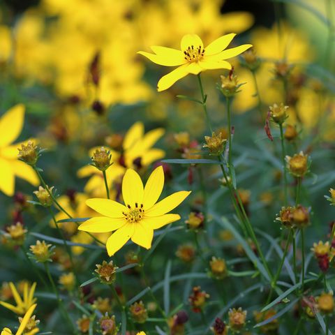 25 Yellow Flowers For Gardens Perennials Annuals With Yellow Blossoms
