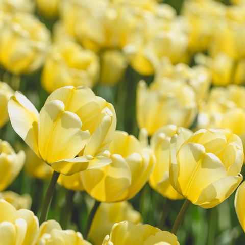 close up of yellow tulips blooming outdoors
