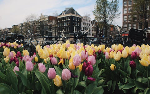 tulips eyeem sinem