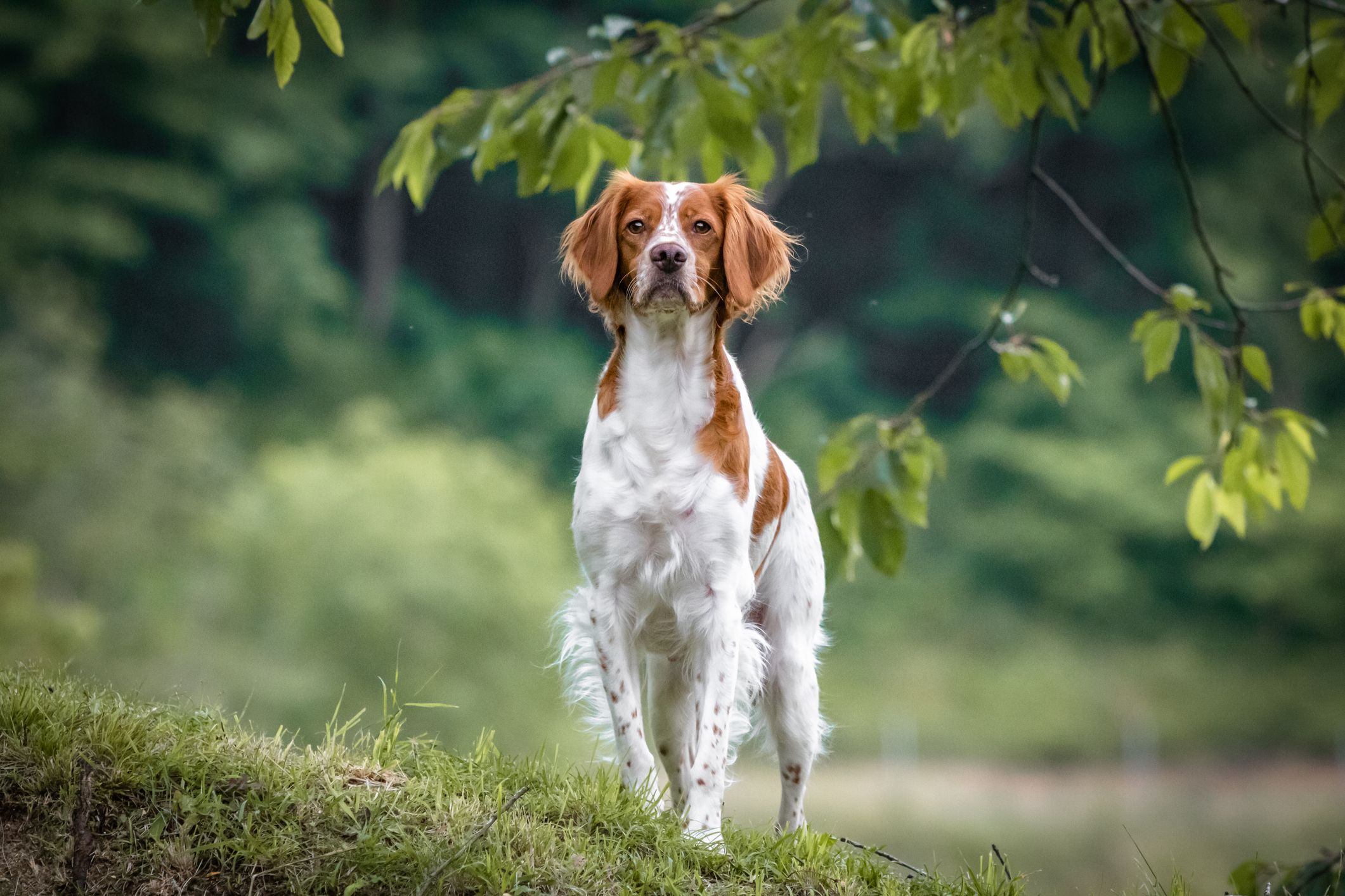 best spaniel breed for family