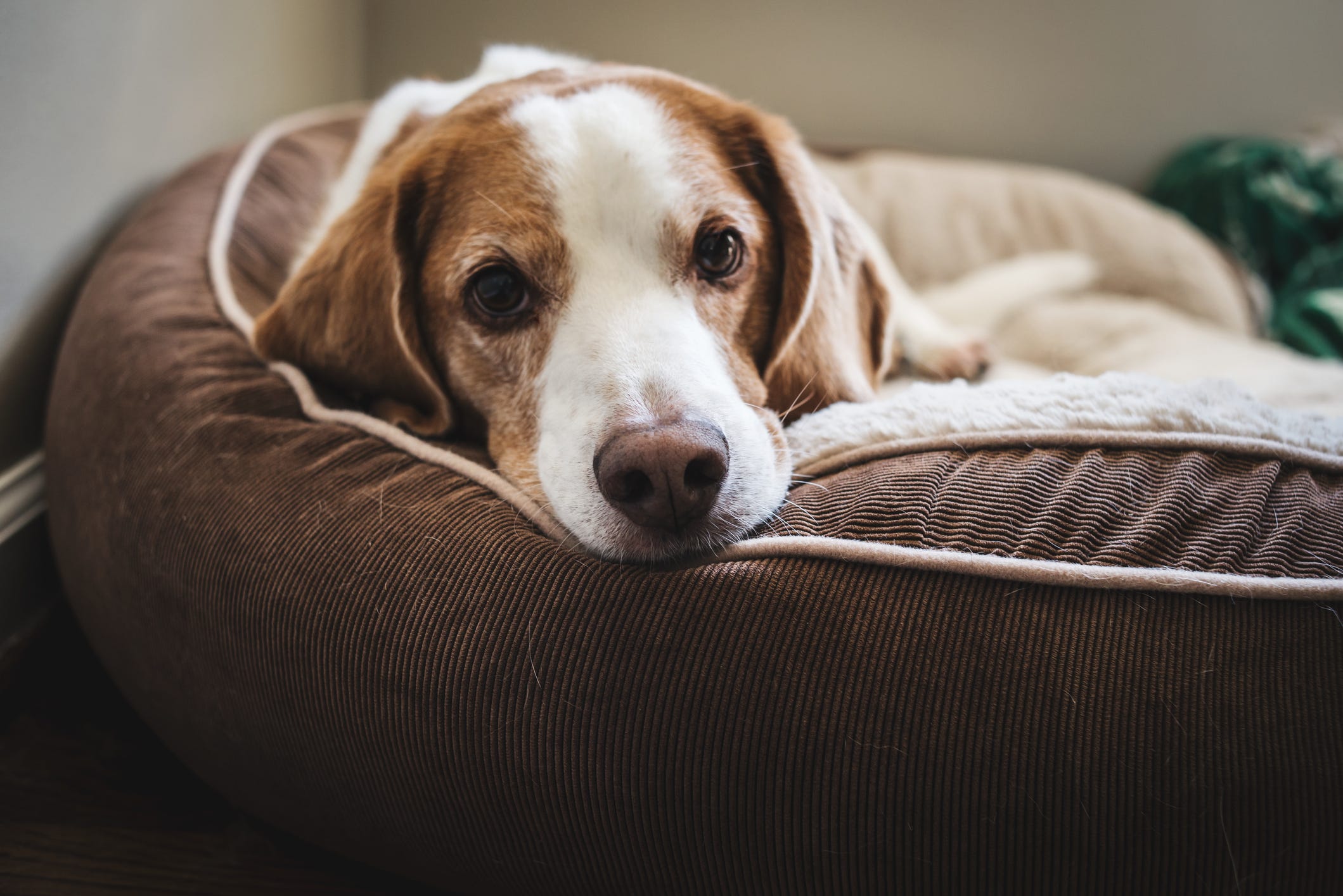 how long should puppy be confined