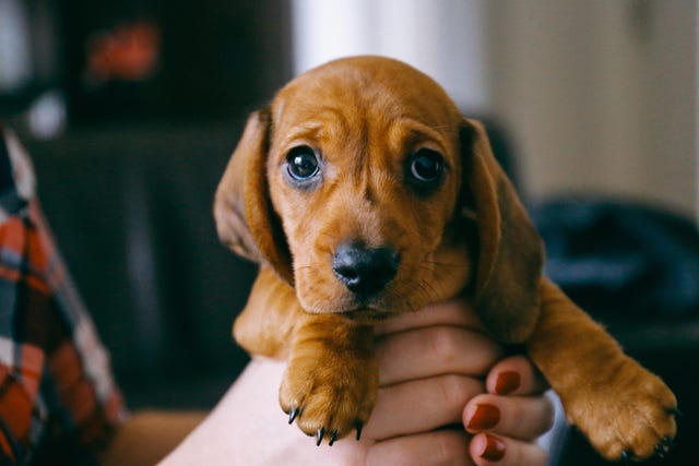 how to know if you've panic bought a puppy and 5 things to do if you no longer want it