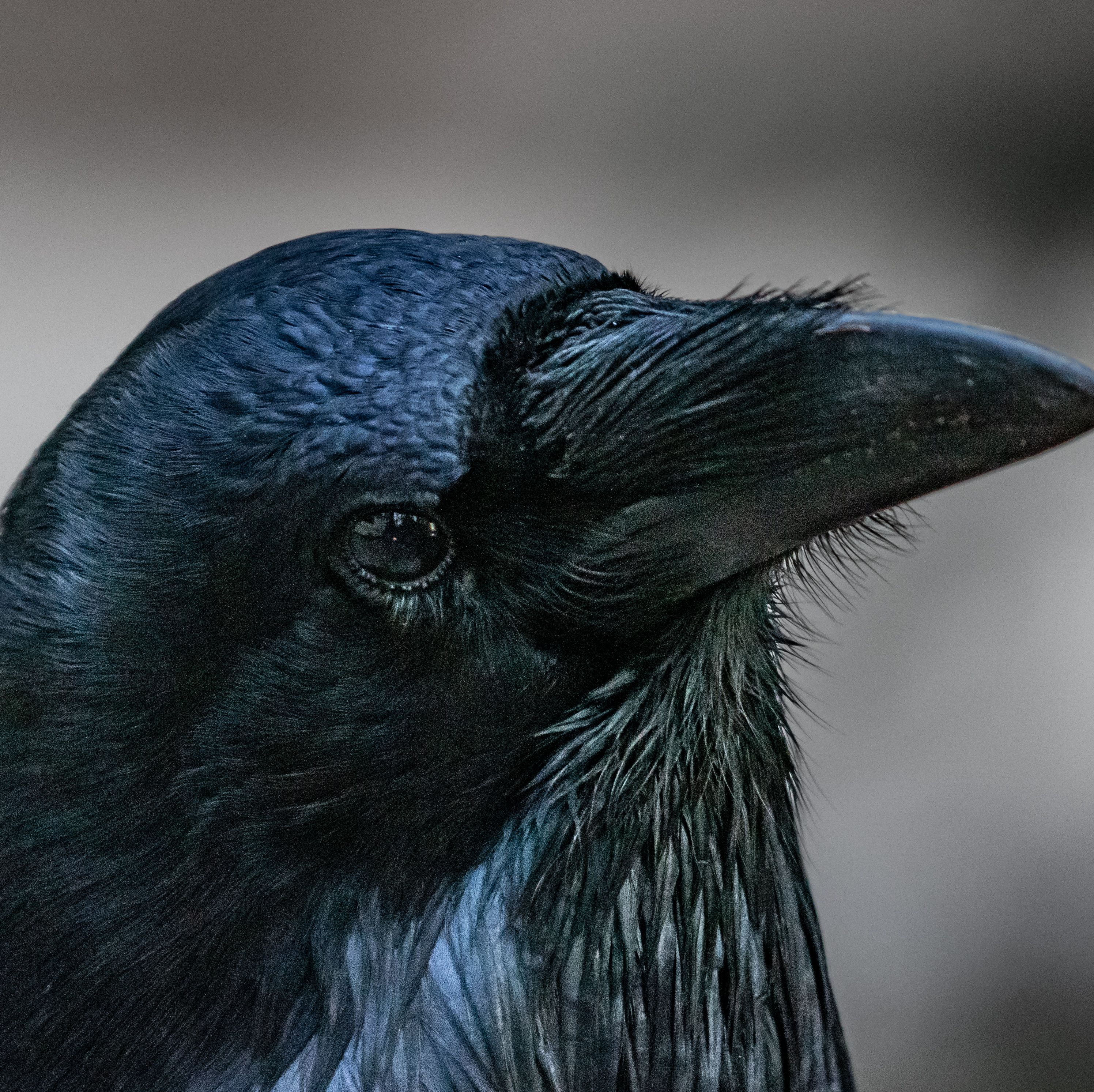 Metal Detectorists Discovered a Golden Raven Head with a Godly Connection