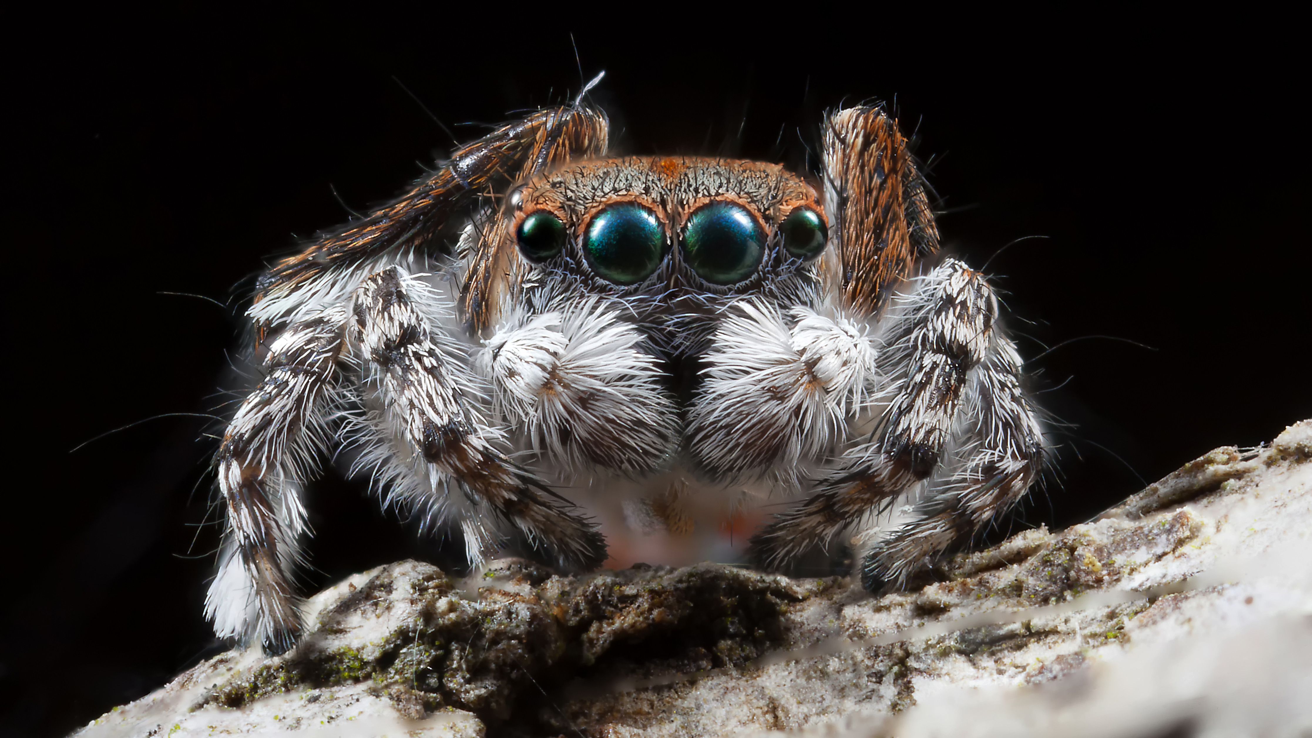 There Is A Spider That Feeds Its Young Delicious Milk Because Nature Is Scary