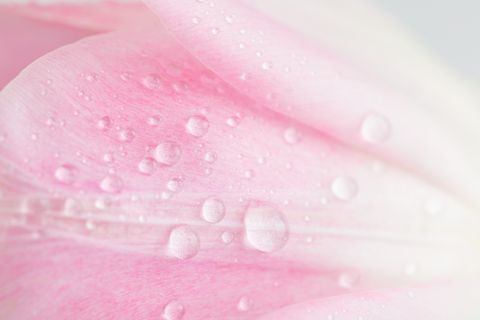 close up shot of delicate pink tulip petals with water drops
