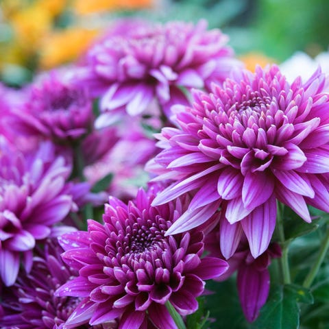 close up soft purple chrysanthemum flowers nature