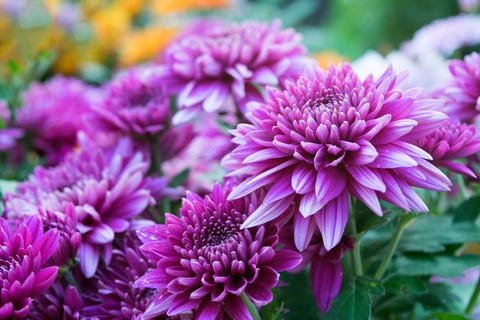  Soft purple Chrysanthemum flowers