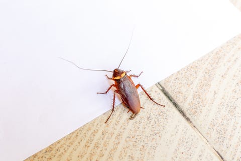 dark brown bug with light brown stripe