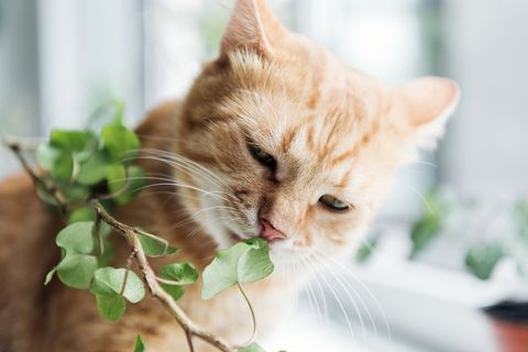 piante non velenose per cani e gatti