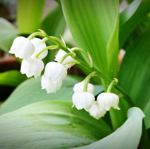 close up view of lily of the valley flowers