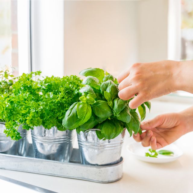 15 Best Indoor Herb Gardens 2021 – Herb Planting Kits & Essentials