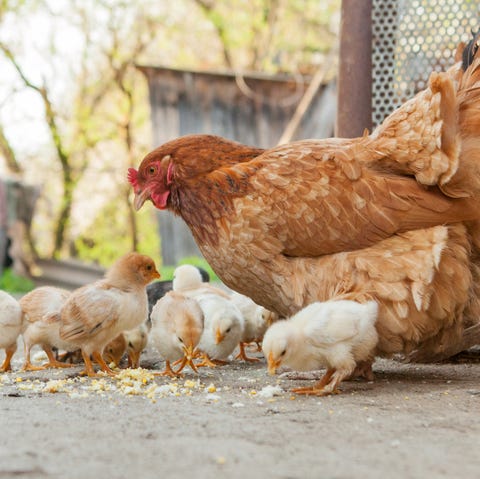 close up yellow chicks on the floor , beautiful yellow little chickens, group of yellow chicks