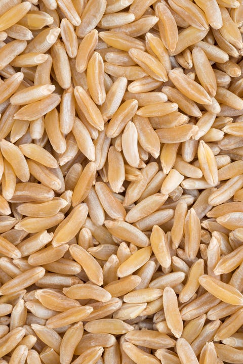 Close view of Khorasan wheat Close view of Khorasan wheat