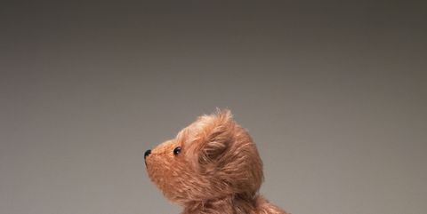 closed up image of a little fluffy teddy bear, standing, rear view