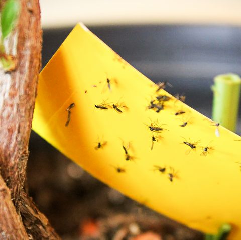 closeup of fungus gnats being stuck to yellow royalty free image 1590690431