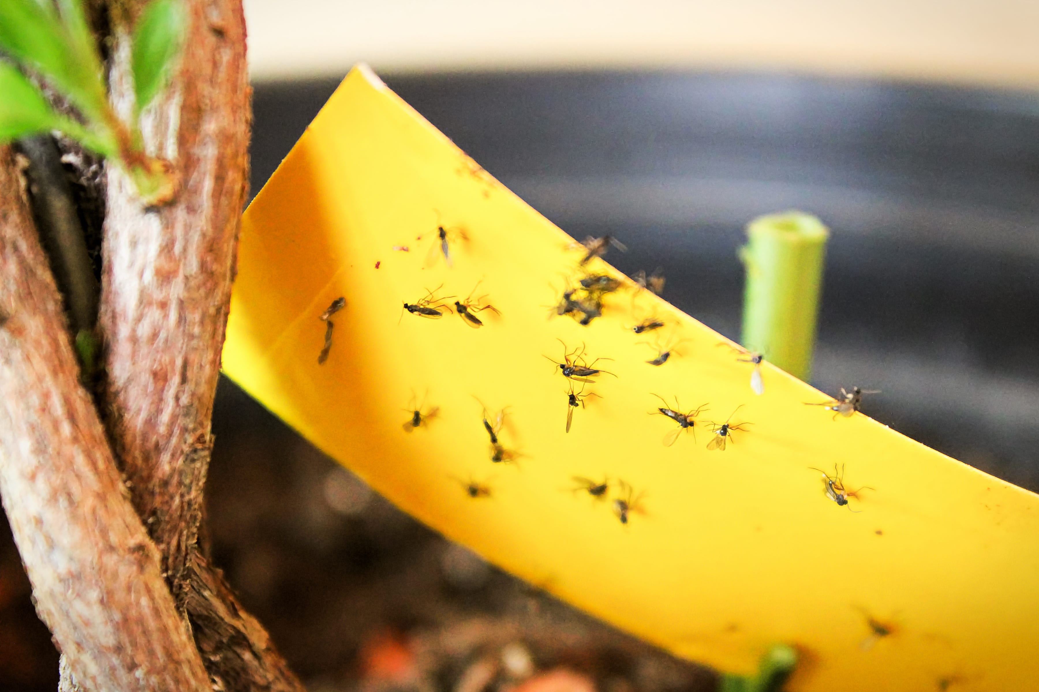 How To Get Rid Of Gnats Permanently 12 Steps Of Removing Gnats