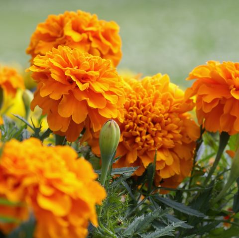 closeup of orange marigold flowers and foliage
