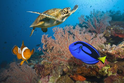 Clownfish, blue tang and sea turtle on coral reef