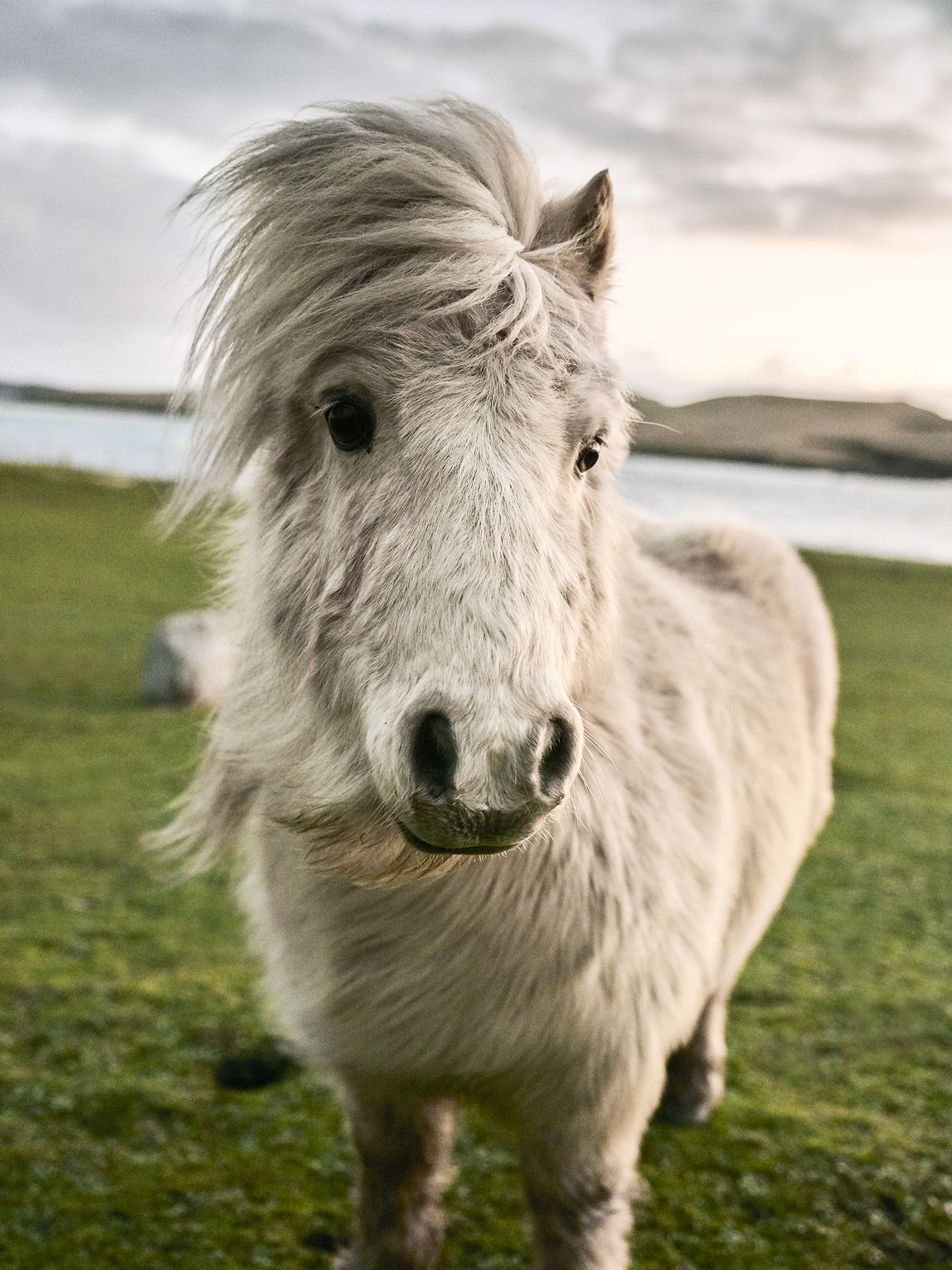 An Official Shetland Pony Must Comply With Strict Criteria