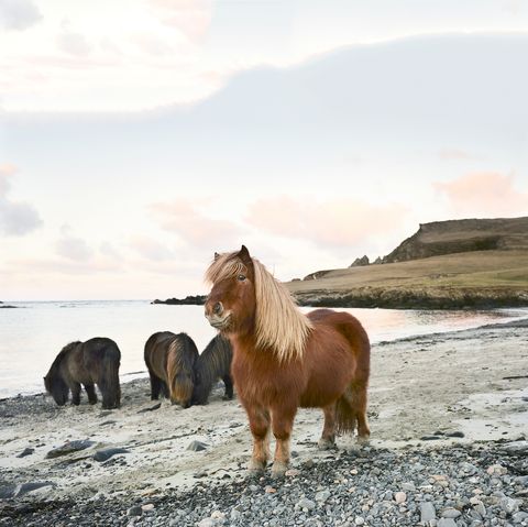 An official Shetland pony must comply with strict criteria