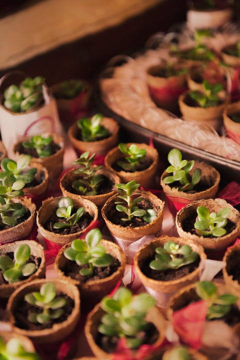 A cluster of little green plants with biodegradable pots sitting on a table