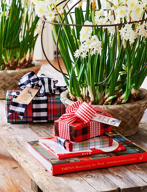 10 Best Christmas Plants How To Care For Christmas Flowers