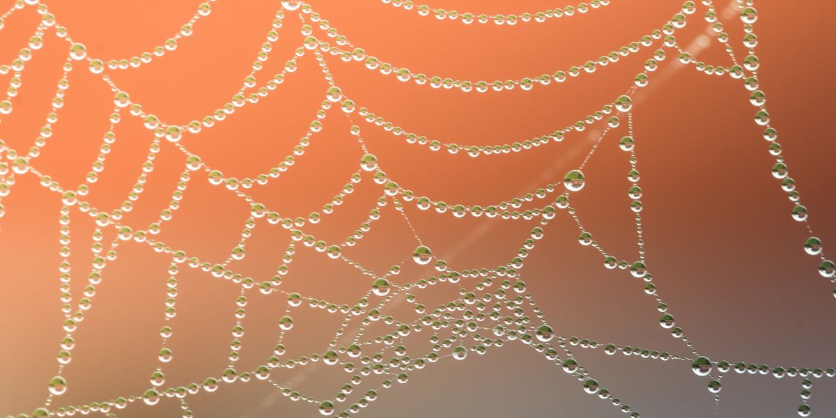 This 'Vegan Spider Silk' Could Replace Most Single-Use Plastics