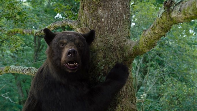What to Know Before You Watch 'Cocaine Bear'