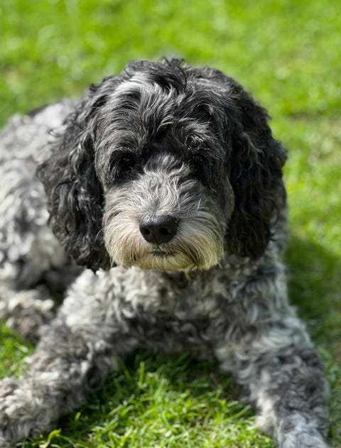cockapoo dog sitting laying on grass