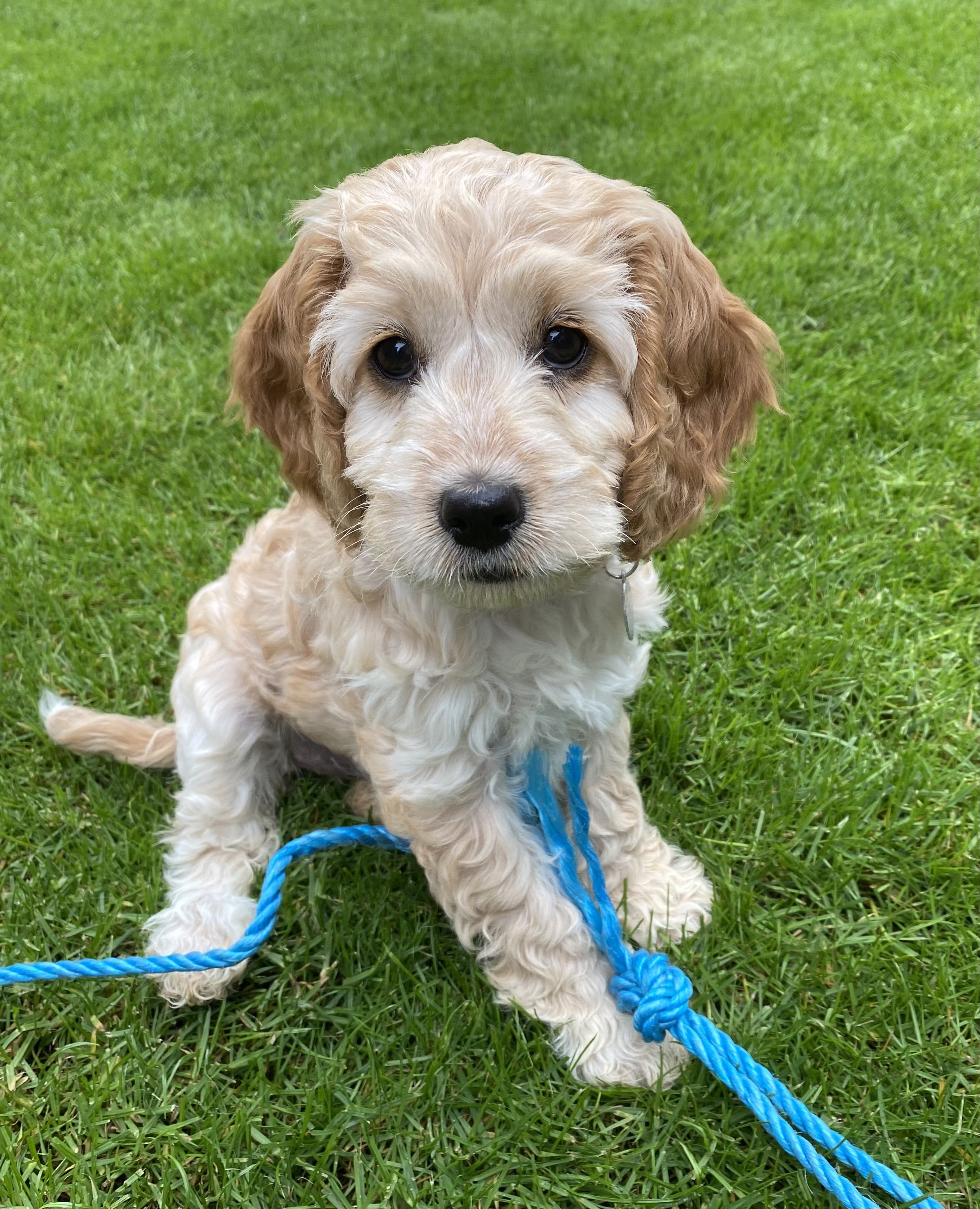 Can A Cockapoo Be Aggressive