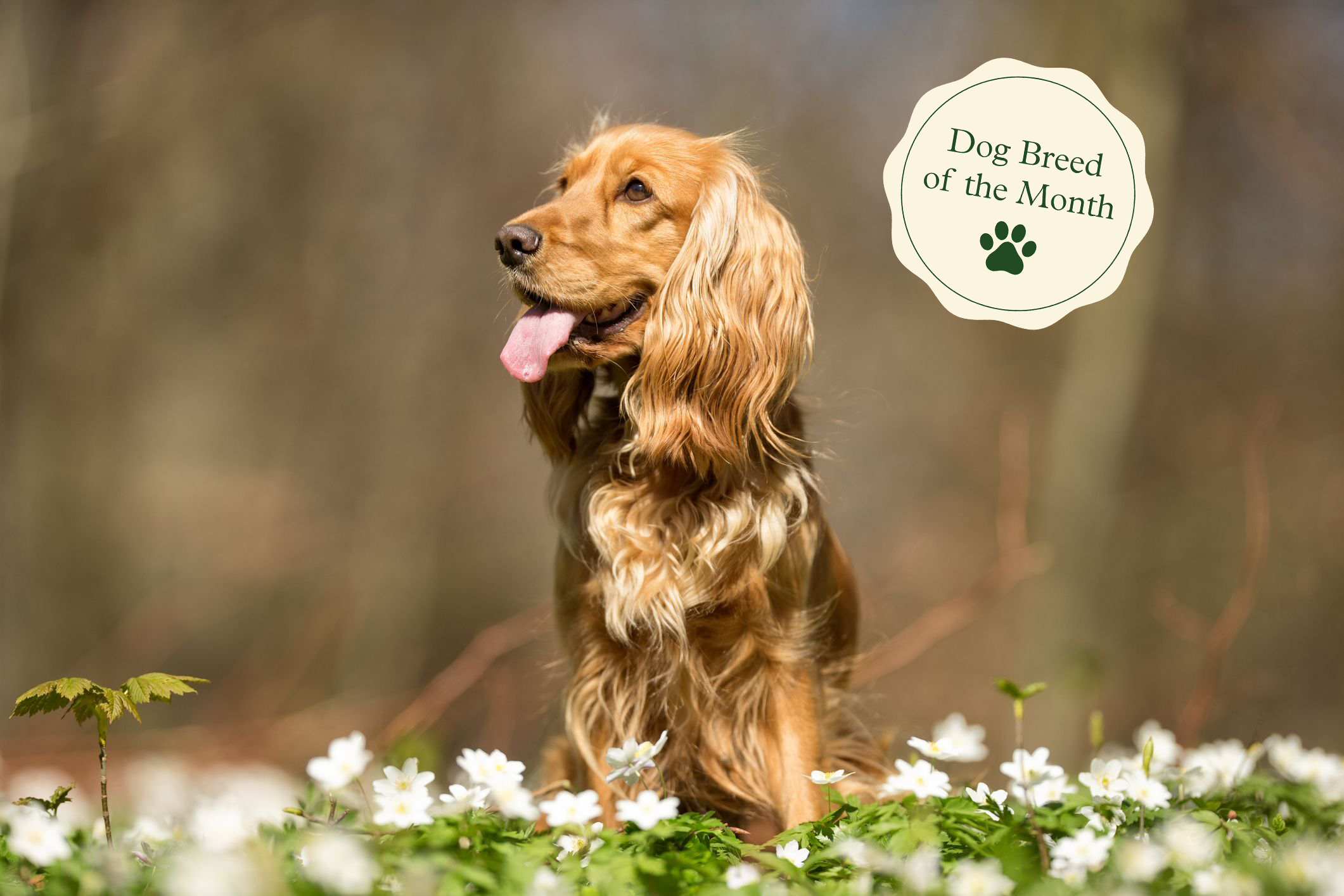 is a cocker spaniel a good first dog