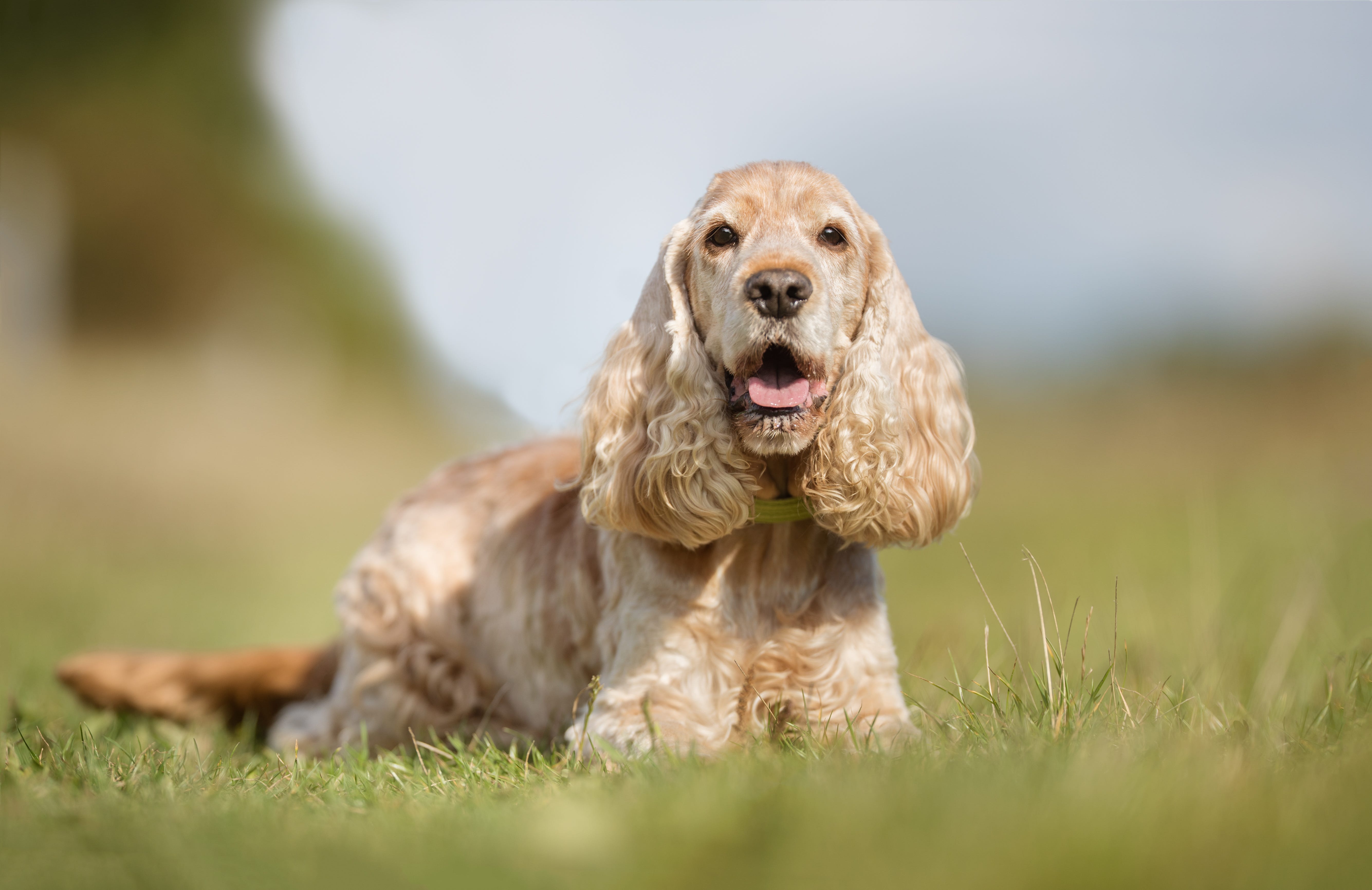 are cocker spaniels good hiking dogs