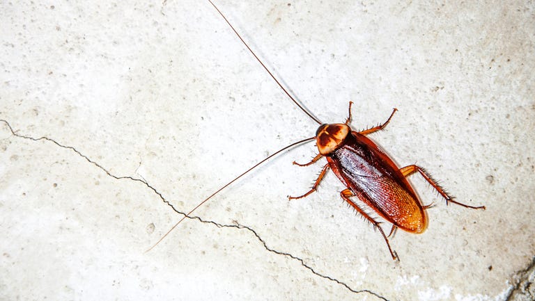 cockroach on wall