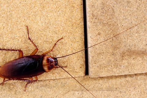 How To Get Rid Of Cockroaches Best Way To Kill Roaches In Home