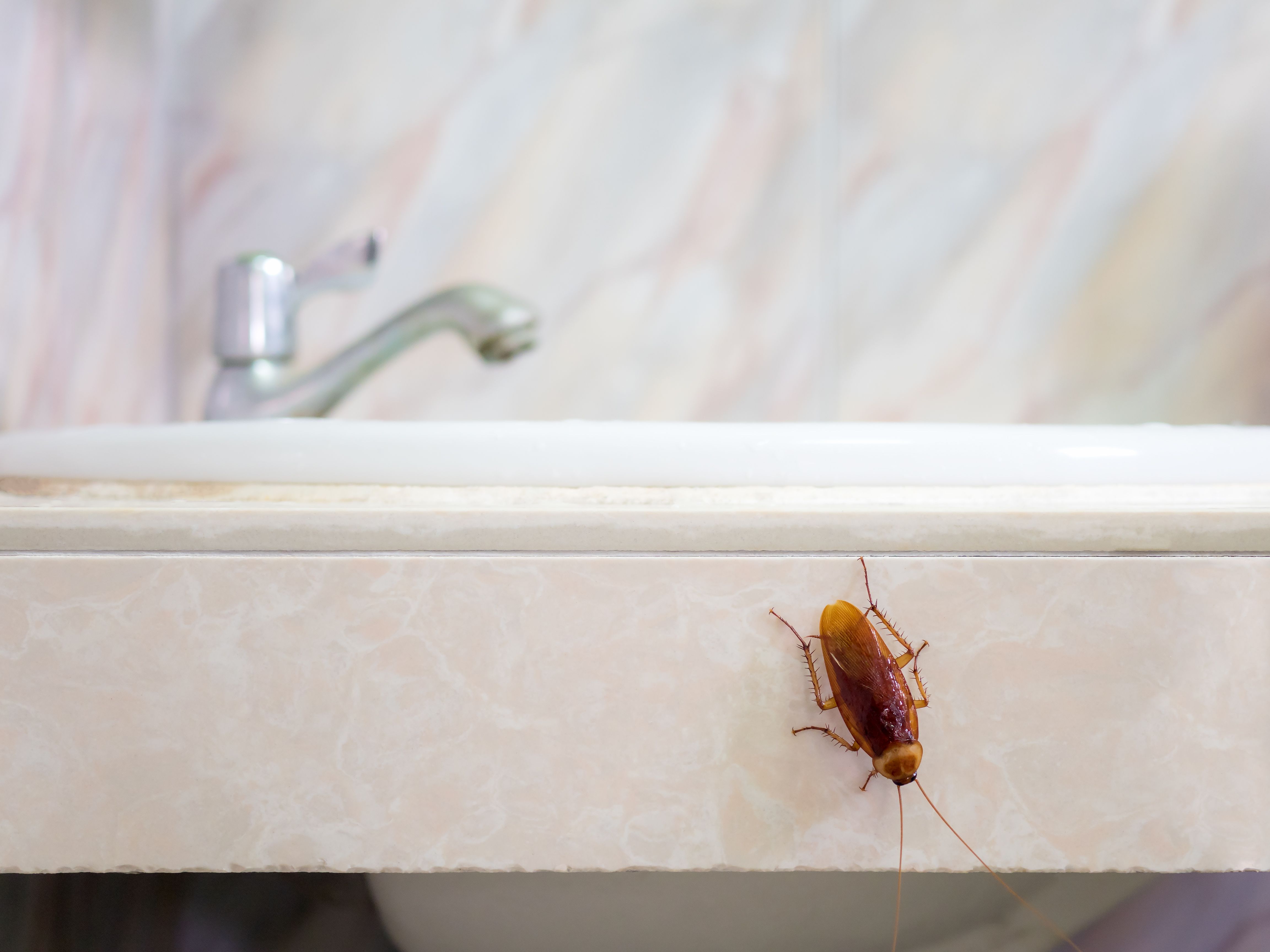 i found a cockroach in my kitchen sink