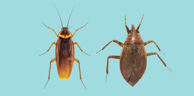cockroach vs waterbug