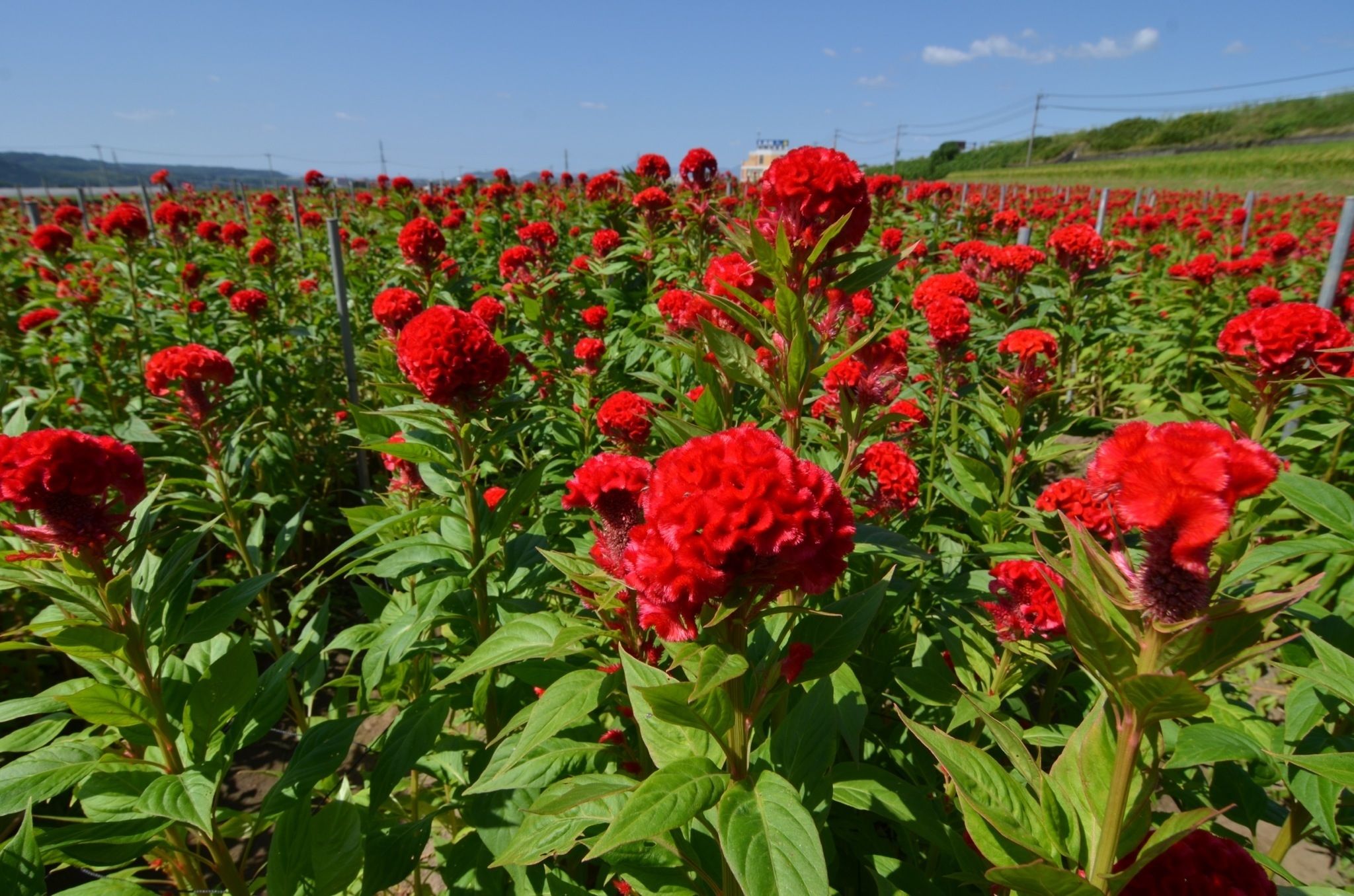 red flowers