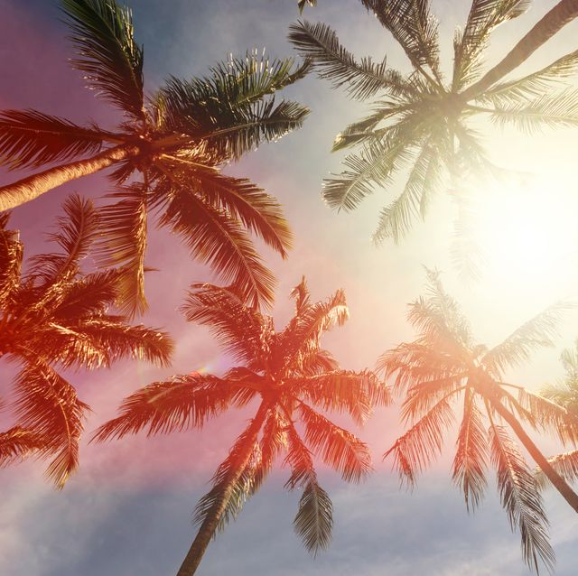 Coconut Palm Trees Against Sun